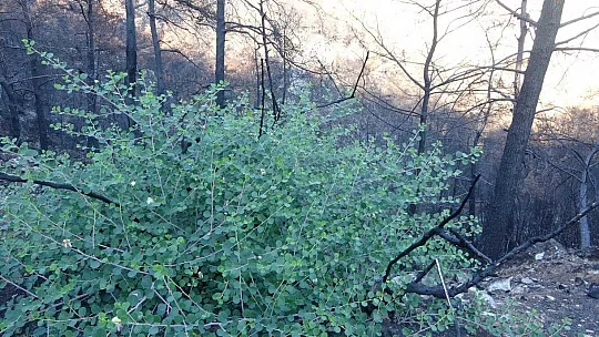 Muğla'da orman yangınları sonrası doğa küllerinden doğuyor