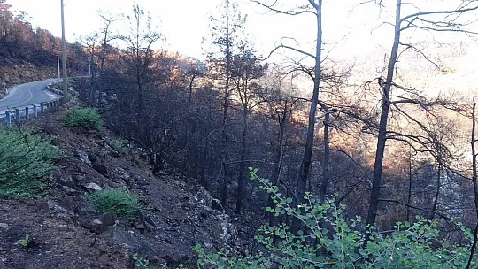 Muğla'da orman yangınları sonrası doğa küllerinden doğuyor