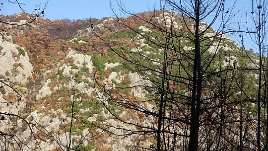 Muğla'da orman yangınları sonrası doğa küllerinden doğuyor