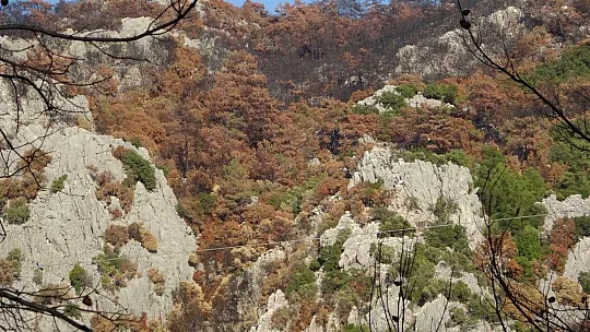 Muğla'da orman yangınları sonrası doğa küllerinden doğuyor