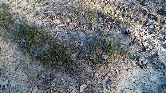 Köyceğiz'de tedirgin eden görüntü