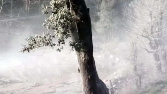 Köyceğiz'de tedirgin eden görüntü