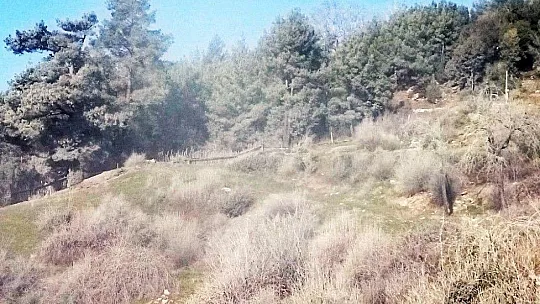 Köyceğiz'de tedirgin eden görüntü