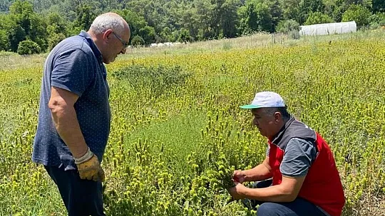 Tıbbi aromatik bitki seferberliği