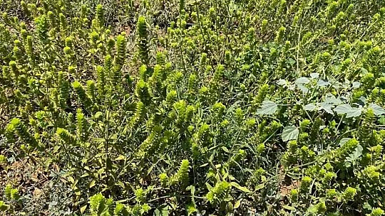 Tıbbi aromatik bitki seferberliği