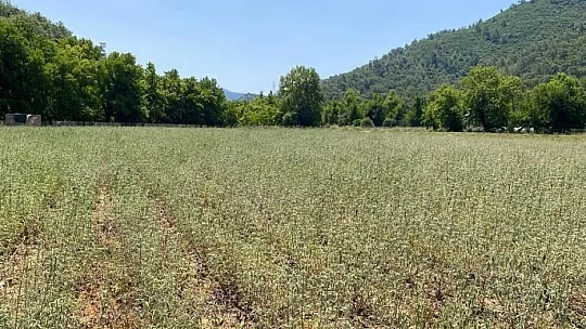Tıbbi aromatik bitki seferberliği