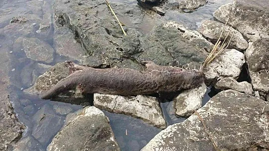Muğla'da tüfekle öldürülmüş su samuru bulundu