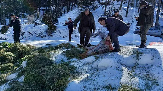 Muğla'da yaban hayvanları unutulmadı
