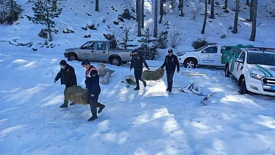 Muğla'da yaban hayvanları unutulmadı