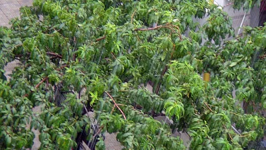 MUĞLA'DA YAĞMUR SÜRPRİZİ