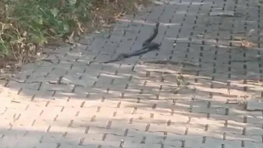 Yılanların 'çiftleşme dansı' vatandaş kamerasına yansıdı