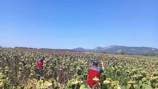 Muğla'daki çalışmalarda çayır tırtılına rastlanmadı