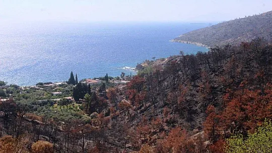 Muğla'daki yangının ardından yaralar sarılmaya devam ediyor