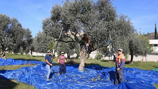 Muğla'daki zeytin verimsizliği masaya yatırıldı