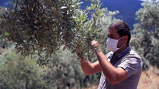 Muğla'daki zeytin verimsizliği masaya yatırıldı
