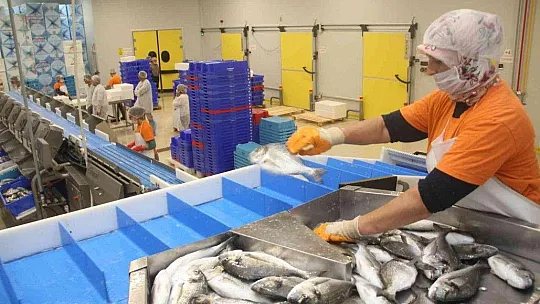 Muğla'dan 54 ülkeye 453 milyon dolarlık balık ihracatı