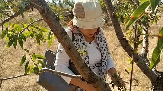 MUĞLA İL TARIM, AĞAÇ ÖLÜMLERİNE NEDEN OLAN BAKTERİYE KARŞI ÖNLEM ALIYOR