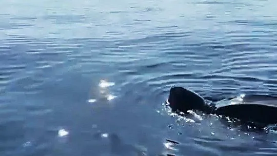 Muğla kıyılarında ilk defa görüldü