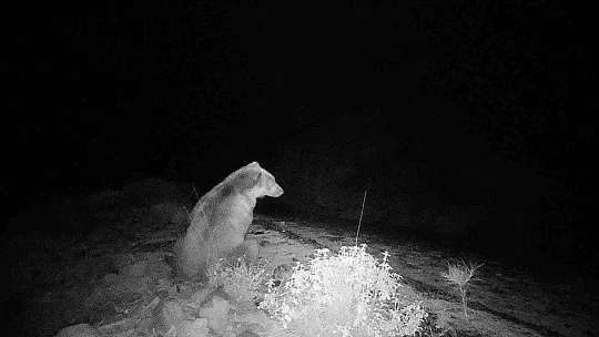 MUĞLA KÖYCEĞİZ'DE VİDEOKAPANLA İLK DEFA BOZAYI GÖRÜNTÜLENDİ