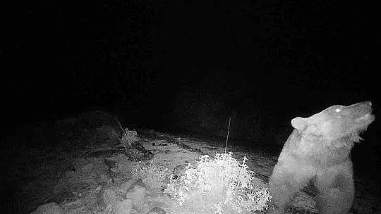 MUĞLA KÖYCEĞİZ'DE VİDEOKAPANLA İLK DEFA BOZAYI GÖRÜNTÜLENDİ