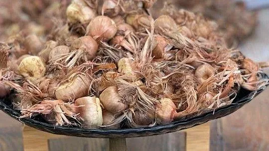 Muğla'nın kadınları Safran ile tanıştı