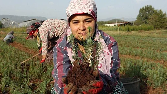 Muğla OBM'de 9,8 Milyon fidan üretildi