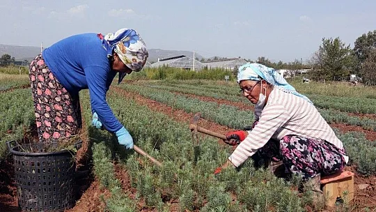 Muğla OBM'de 9,8 Milyon fidan üretildi