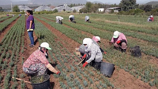 Muğla OBM'de 9,8 Milyon fidan üretildi