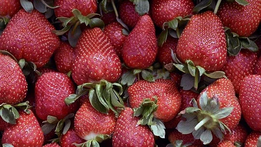 Muğla'nın tarımsal değeri 10 milyar tl