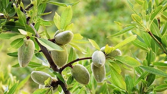 Muğla'nın tarımsal değeri 10 milyar tl
