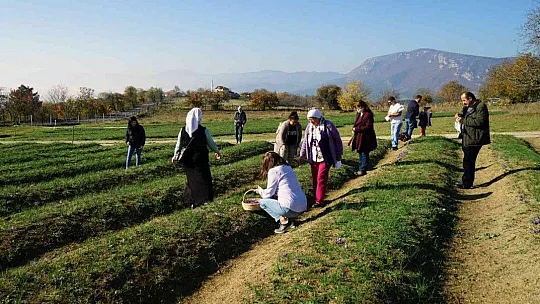 Muğlalı Safran üreticilerine Safranbolu gezisi