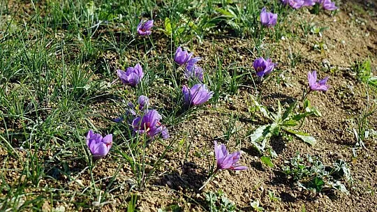 Muğlalı Safran üreticilerine Safranbolu gezisi