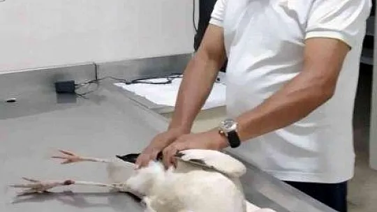 MUHTARIN GÖZÜ LEYLEKLERDE