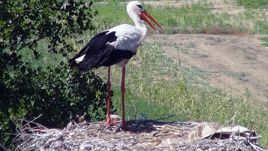 MUHTARIN GÖZÜ LEYLEKLERDE