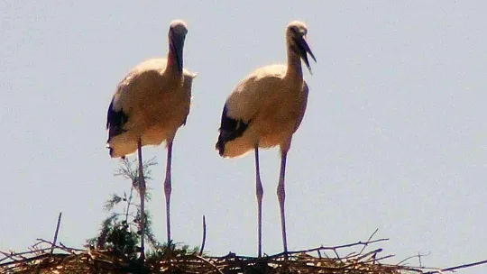 MUHTARIN GÖZÜ LEYLEKLERDE