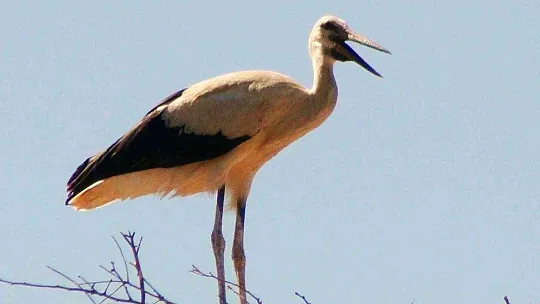 MUHTARIN GÖZÜ LEYLEKLERDE