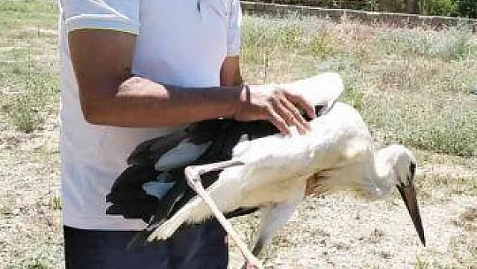 MUHTARIN GÖZÜ LEYLEKLERDE