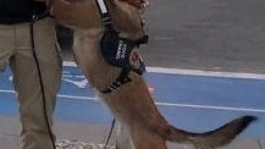 Narkotik Köpeği 'Coco' Haziran ayının 'en başarılısı' oldu