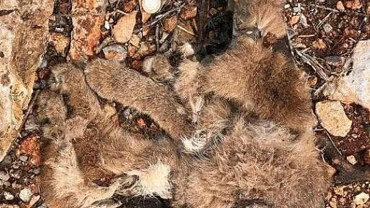 Nesli tükenme tehlikesinde olan karakulak ölü bulundu