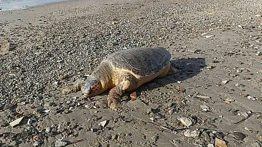 NESLİ TÜKENMEKTE OLAN KAPLUMBAĞA ÖLÜSÜ SAHİLE VURDU