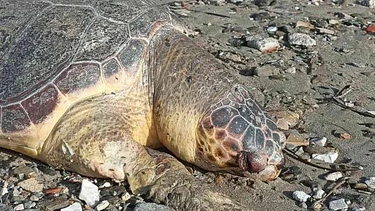 NESLİ TÜKENMEKTE OLAN KAPLUMBAĞA ÖLÜSÜ SAHİLE VURDU