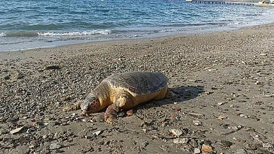 NESLİ TÜKENMEKTE OLAN KAPLUMBAĞA ÖLÜSÜ SAHİLE VURDU