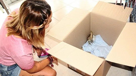 Nesli tükenmekte olan yaralı Küçük Balaban kuşu için seferber oldular