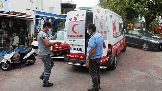 Nesli tükenmekte olan yaralı Küçük Balaban kuşu için seferber oldular
