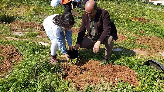 Öğrenciler Datça'da 25 adet harnup fidanı dikti