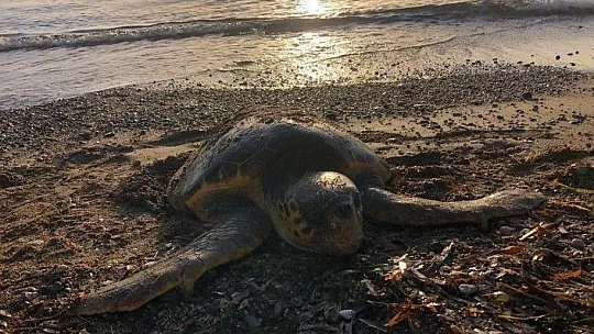 Öldüğü sanılan deniz kaplumbağasının, yaşadığı ortaya çıktı