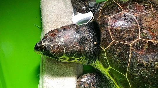 Öldüğü sanılan deniz kaplumbağasının, yaşadığı ortaya çıktı