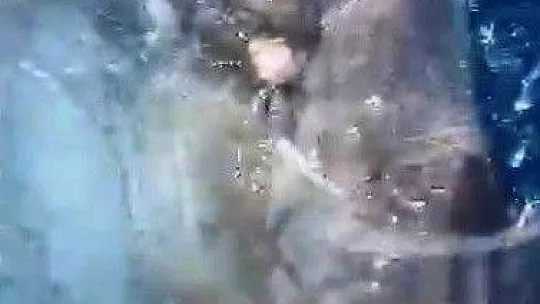 Oltaya takılan dev balık balıkçıları şaşırttı