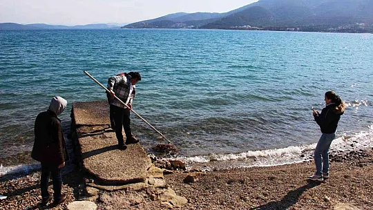 Ölü caretta caretayı görenler şoke oldu