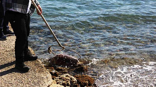 Ölü caretta caretayı görenler şoke oldu
